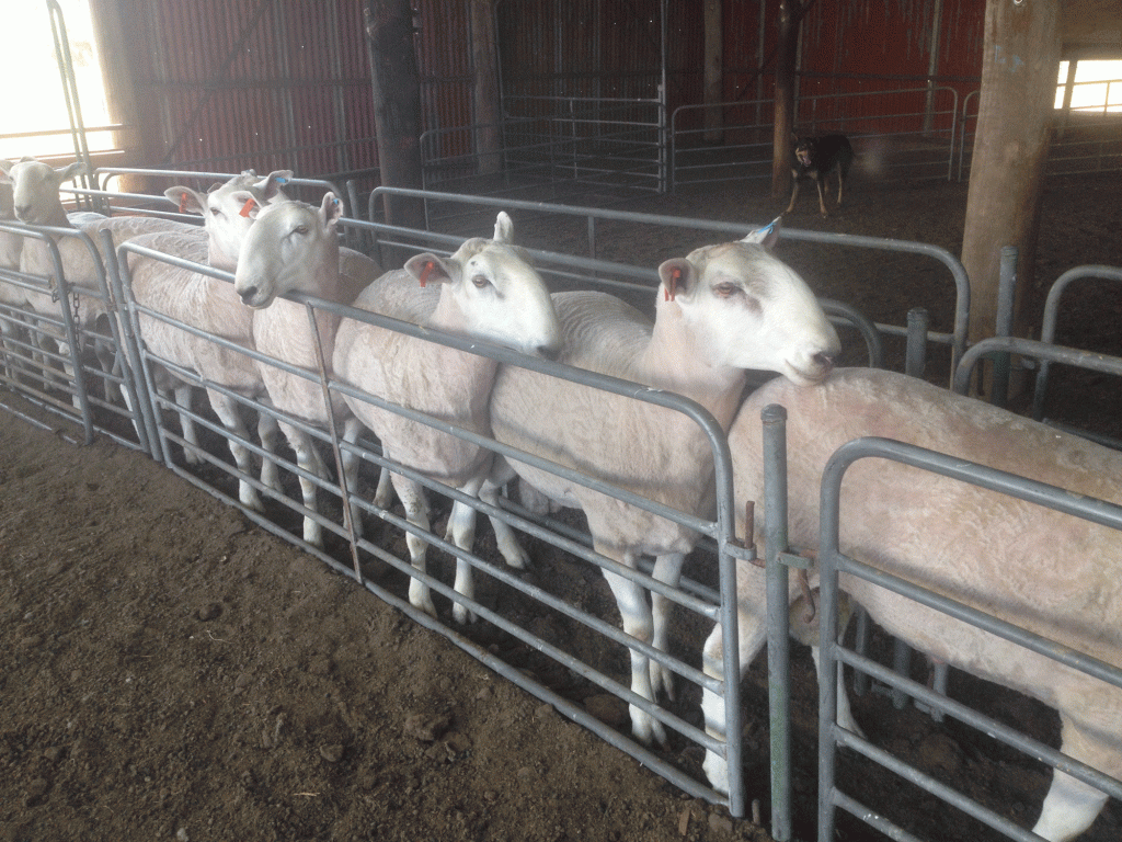 Border rams for sale